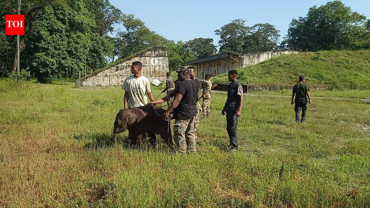 Jumbo calf rescued from septic tank, reunited with mother | Kolkata ...
