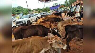 Polali temple plans ₹1.5cr gaushala on 15 acres