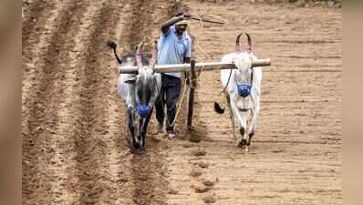 Amid concerns over water and power supply, state may discourage summer crops