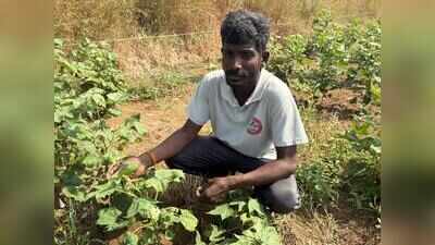 Drought and heat scorch Maharashtra’s cotton belt, leave farmers staring at crop failure & debt