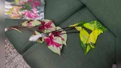 No Import Documents, 220 Plants Seized From Bangkok Flyer At Kolkata Airport