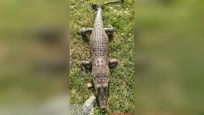 4th crocodile found dead in Bhitarkanika in 19 days
