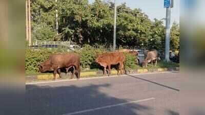 Gaushalas full: Panchkula streets turn into open-air cattle pounds