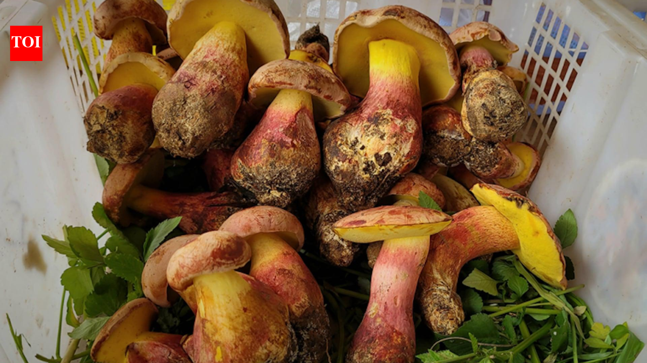 Scientists identify mushroom linked to visions of hundreds of tiny, colourful humans
