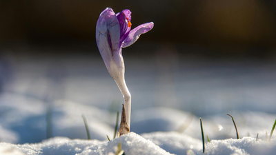 Quote of the day by Pablo Neruda: "You can cut all the flowers, but you cannot keep spring from coming"