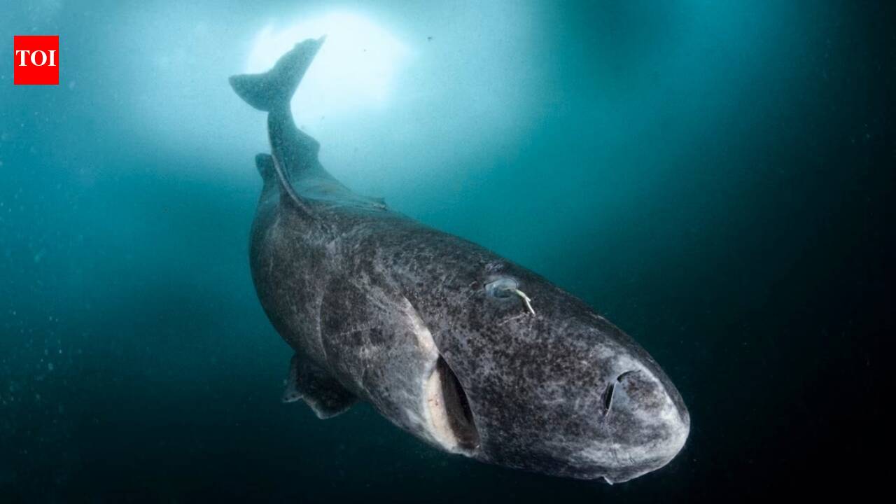 This shark was born in 1626 and is 'still swimming'—a 400-year-old mystery roaming the Arctic.
