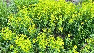 Leafy spurge may have arrived in North America through a Massachusetts ballast dump in 1827; contaminated crop seeds later helped the invasive plant spread across the US and Canada