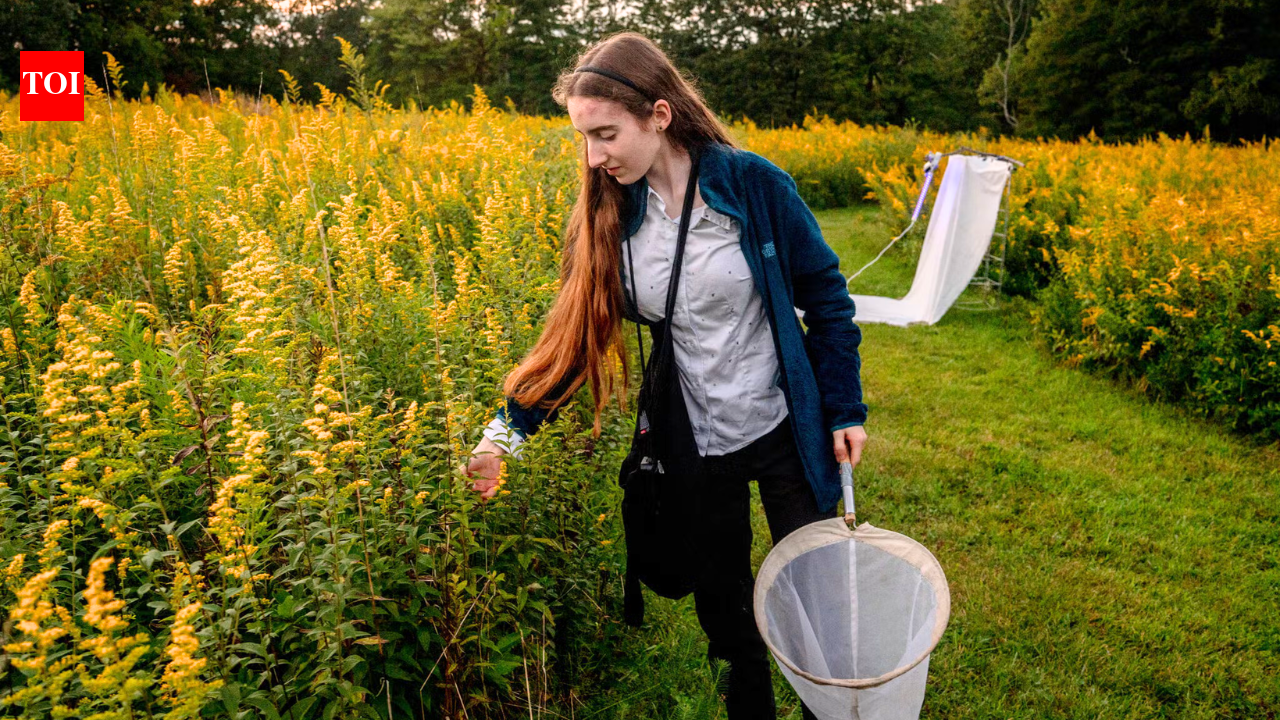 Meet Violet Clinton: New York student tracked 11,377 moths using beer-soaked T-shirts