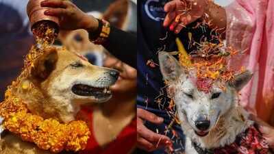 Kukur Tihar in Nepal on November 8, 2026: The beautiful history of a unique festival where dogs are honoured with flower garlands, tika and special treats, celebrating their loyalty
