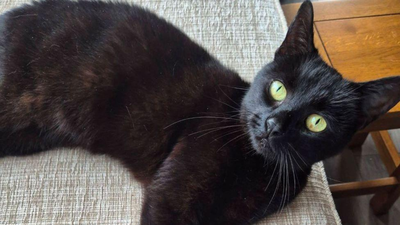 A cat vanished after her family's car crashed in 2020; six years later, one tiny microchip brought her home