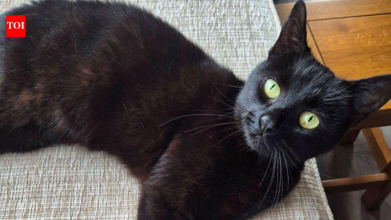 A cat vanished in a 2020 crash; six years later, a microchip brought her home