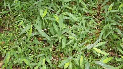 Once used to pack Chinese porcelain, this invasive grass has spread across 16 eastern US states, threatening native plants in forests and wetlands