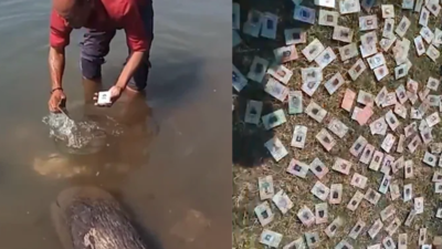 Over 300 voter ID cards found in Narmada river at Mandleshwar | Indore ...