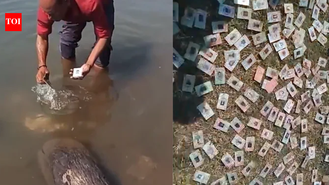 Watch: Over 300 voter ID cards found in Narmada river at MP's Mandleshwar