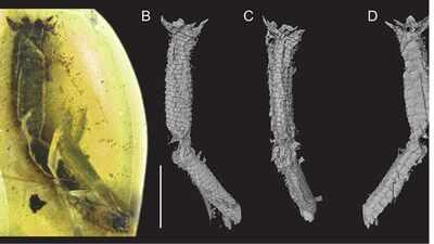 A 99-million-year-old lizard tail found in Myanmar amber offers the first direct fossil evidence of ancient reptiles shedding their tails