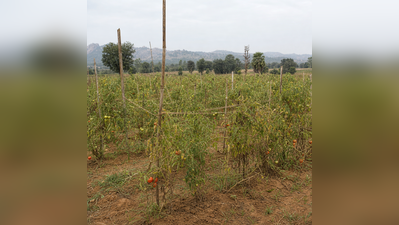 Grafted tomato pilot to cover 100 Gumla households