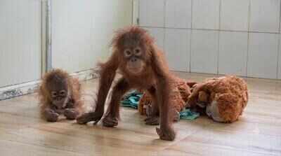 ZSI to examine rescued orangutans’ blood samples