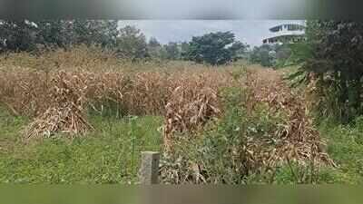 Farmers face loss as unseasonal rains ruin maize harvest