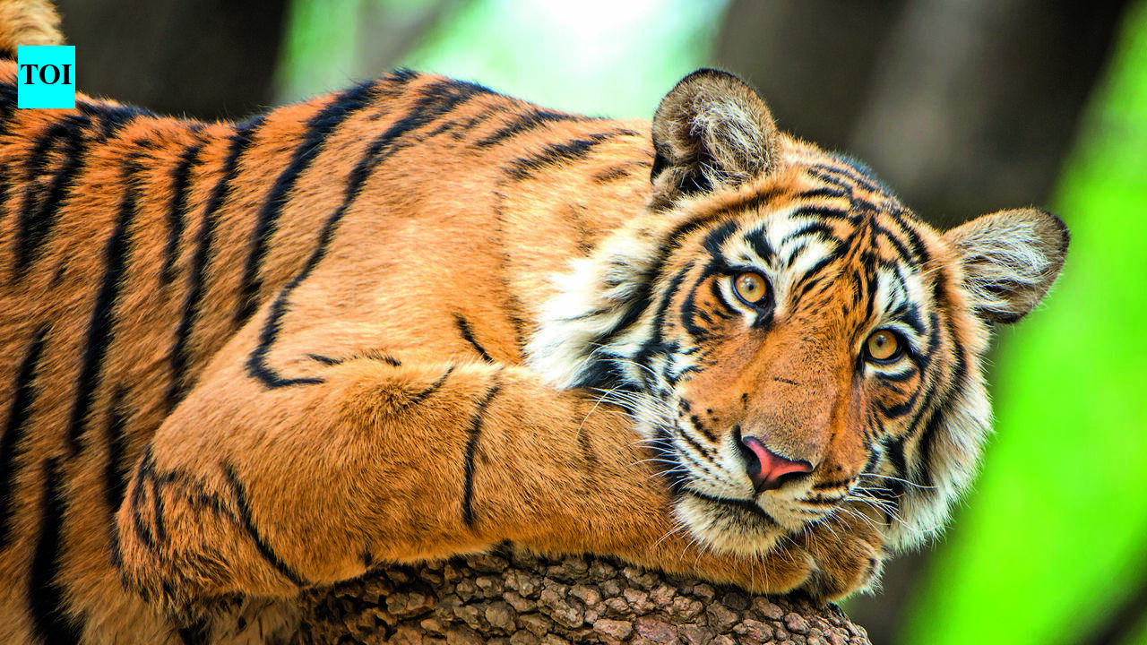 MPHC seeks report on two more tiger deaths at Kanha | Bhopal News - The ...