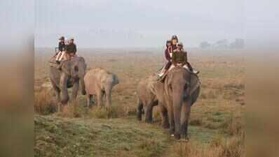 Kaziranga to restart jumbo safari from Nov 1, to give visitors a closer glimpse of the wild
