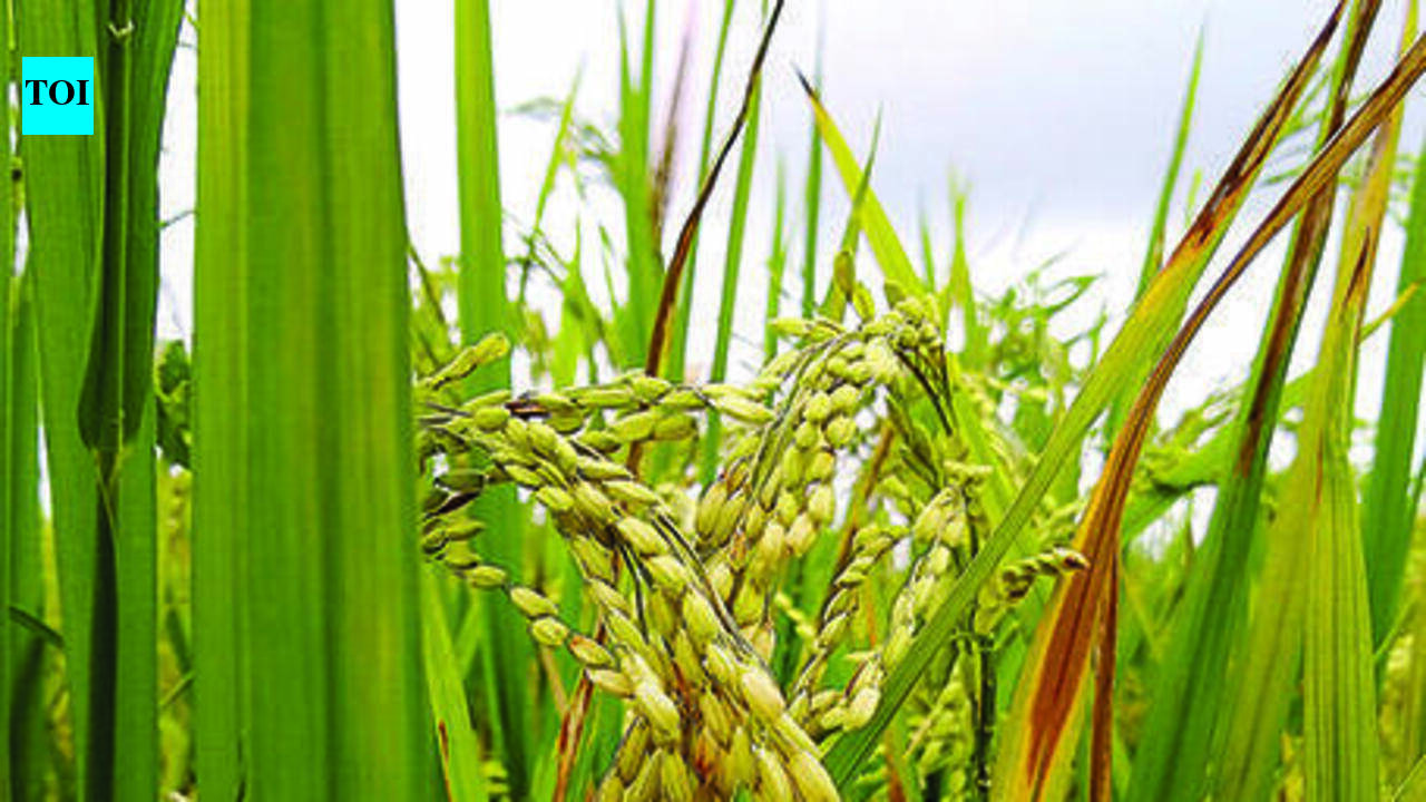 Cyclone Arnab threatens 6 lakh acres of crops in AP | Vijayawada News ...