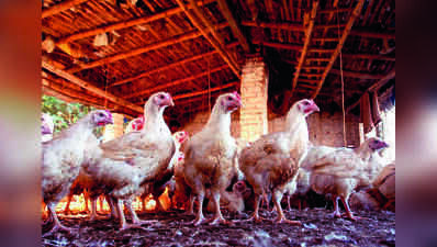 Govt to enforce poultry transport rules, mandate vet health certificates