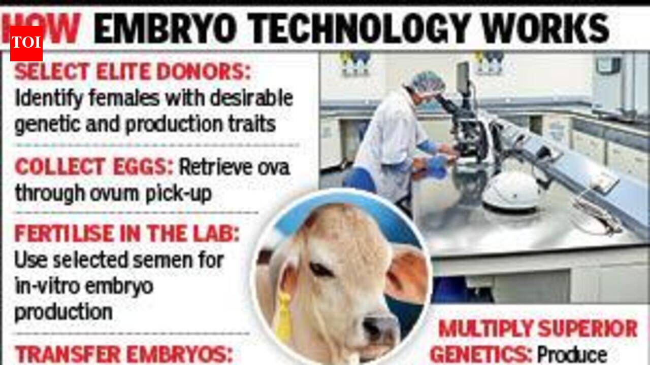 More milk or better heat tolerance? New centre to help farmers pick ...