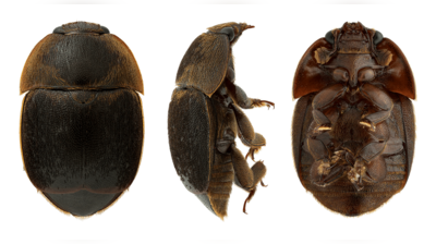 Nagpur researcher finds small hive beetle infestation  across Maha