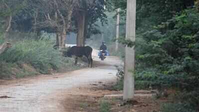 Illegal Mangar Bani road: How two forest reports struck different notes