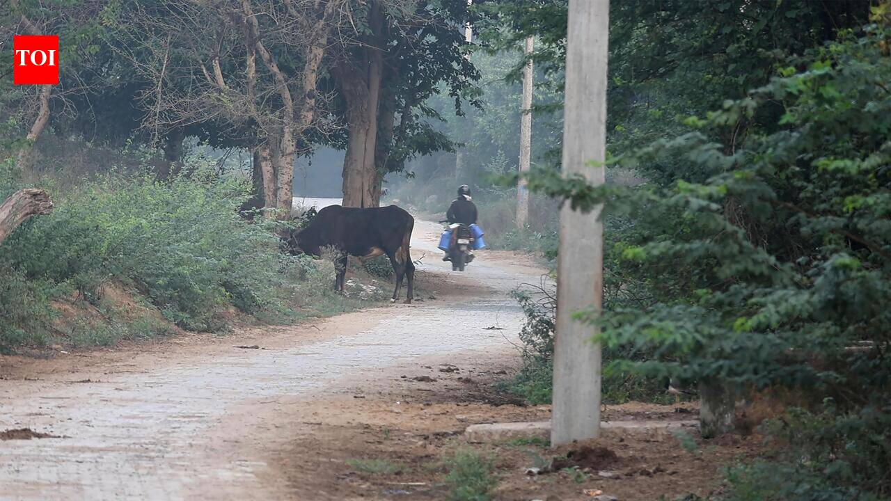 Etleboro.org - Illegal Mangar Bani road: How two forest reports struck ...