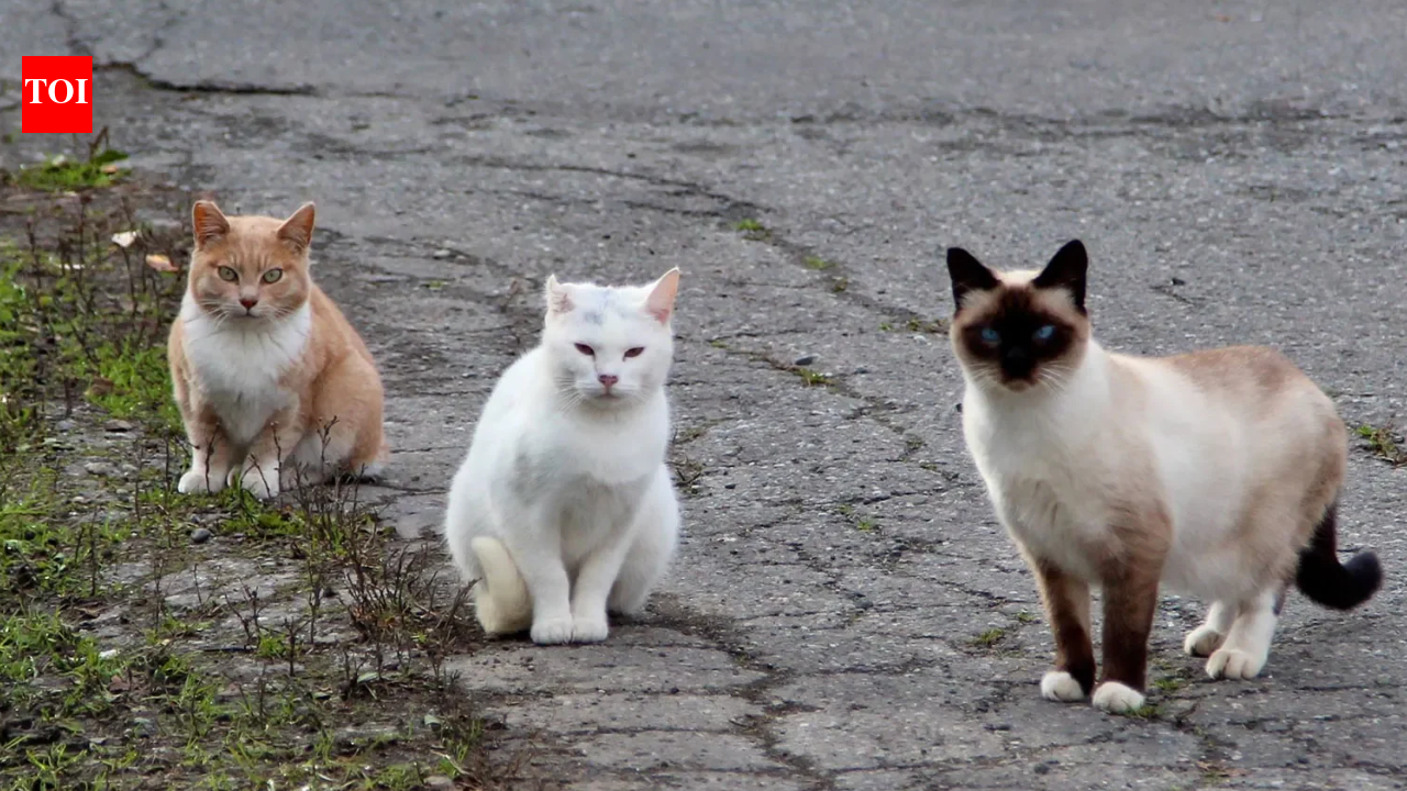 In 2025, New Zealand targeted feral cats threatening southern dotterels on Stewart Island; a year later the critically endangered bird's population rose from 105 to about 160, its biggest annual gain in 32 years