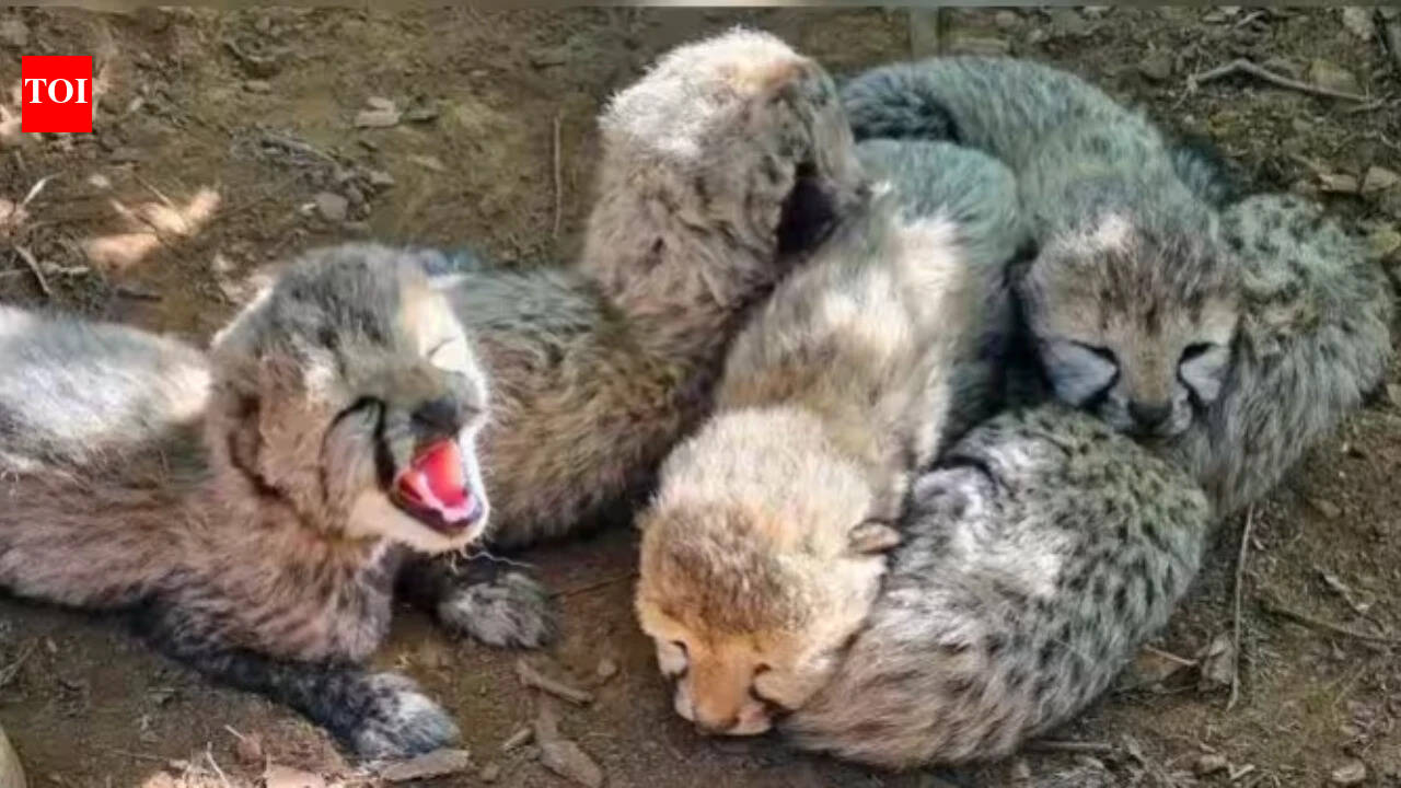 Who shot Kuno's cheetah cub? Pellets found in abdomen, special forces rushed in
