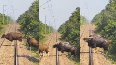 The train waited, the herd crossed, and then the giant leading them appeared: A loco pilot stopped mid-journey for a massive bison herd, and the last animal to emerge was a sight to behold