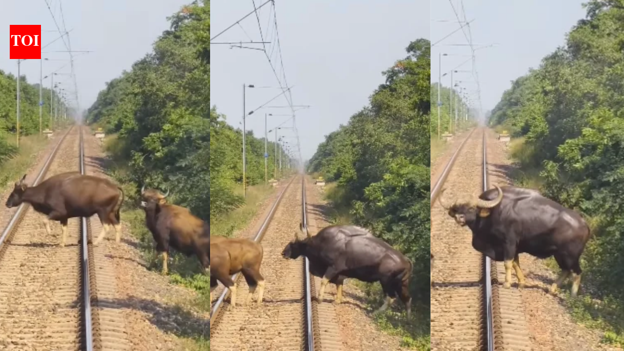 The train waited, the herd crossed, and then the giant leading them appeared: A loco pilot stopped mid-journey for a massive bison herd, and the last animal to emerge was a sight to behold