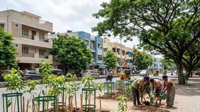 4 ways to murder a tree: How Chennai is losing its green cover