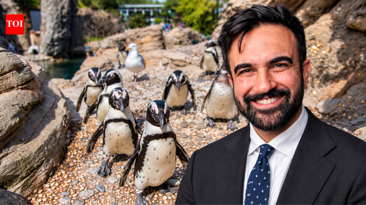 Zohran Mamdani announces $2 million investment in New York Aquarium renovation; money will support upgrades to Sea Cliffs exhibit housing seals, sea otters and sea lions