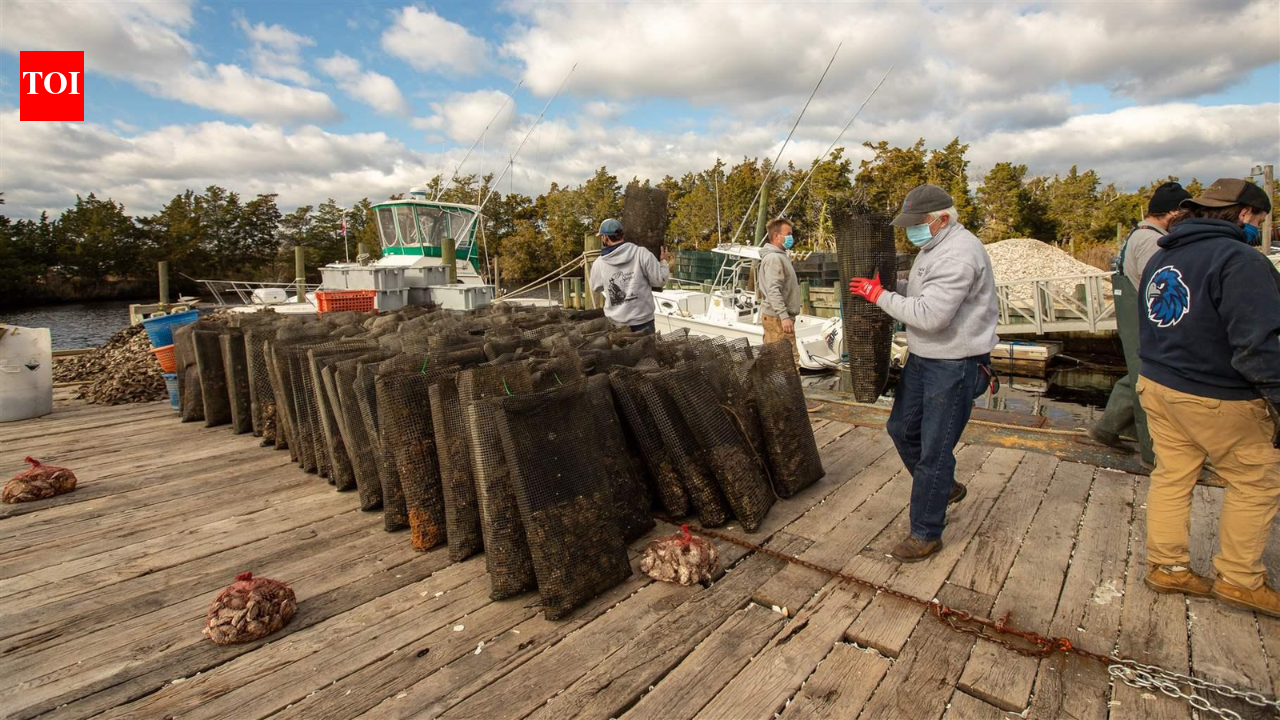 US oyster rescue buys 7 million oysters for 35 reef sites, helping protect 1,000+ jobs