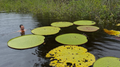 A casual Instagram post, a swim in a hidden Colombian lagoon and a scientific mystery: How one giant waterlily turned out to be a new species unknown to science for millions of years