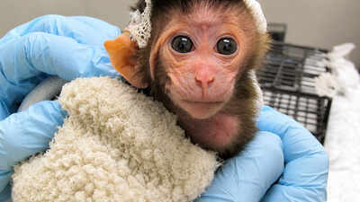 Disturbing video shows days-old baby monkeys tormented in experiments ...