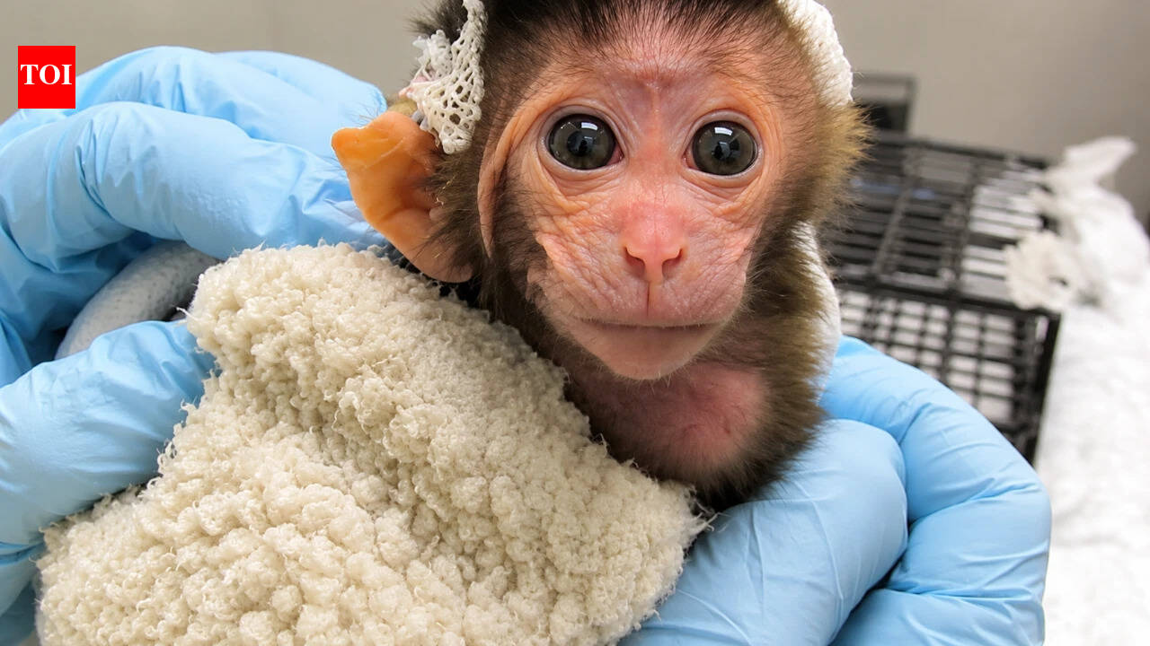 Peta exposes experiments on 2 days-old baby monkeys