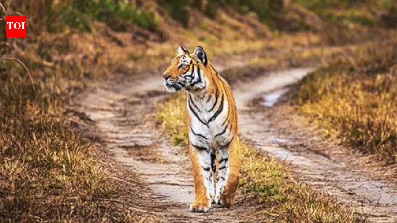 Tiger corridors at risk as Bhopal plan proposes roads through forests ...
