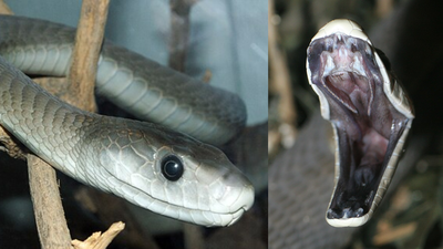 Scientists analysed black mamba scales and found they could reveal heavy metal pollution in urban South Africa