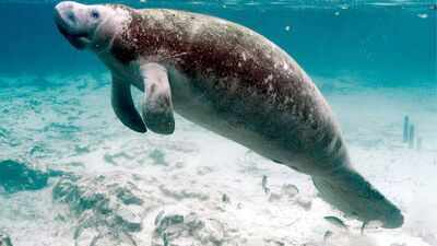 Florida manatee habitat ruling sent back to court after US wildlife agency changed the definition of harm under endangered species law