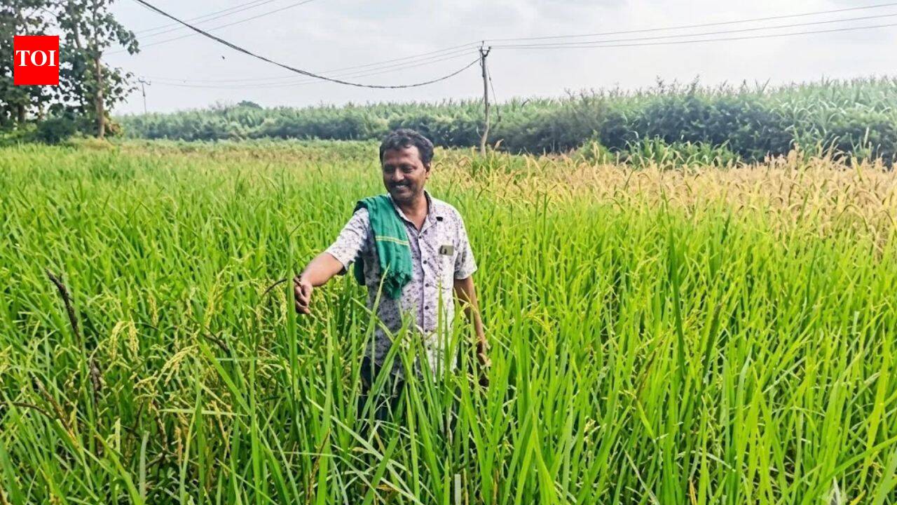 Indigenous rice conservation effort puts Hubballi farm on global map