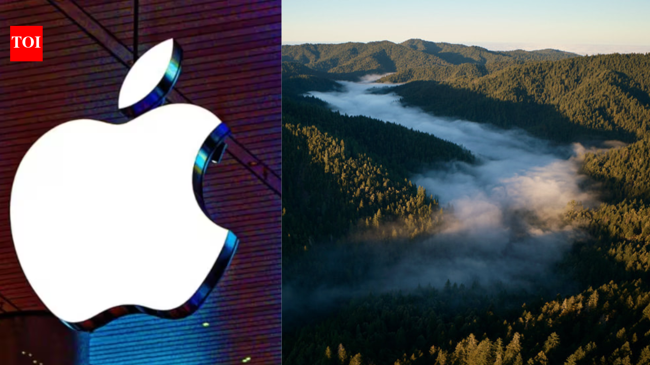 Apple's 'massive' forest bet: Can one company really save our woods before millions of acres vanish?
