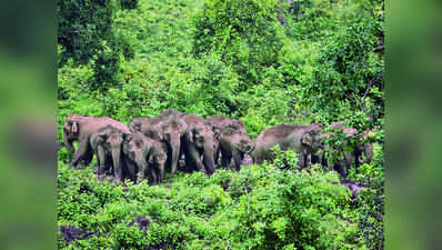 Elephant herd enters Garhwa forests; villagers advised caution