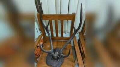 Forest dept arrests man for bid to sell illegal sambar antler online