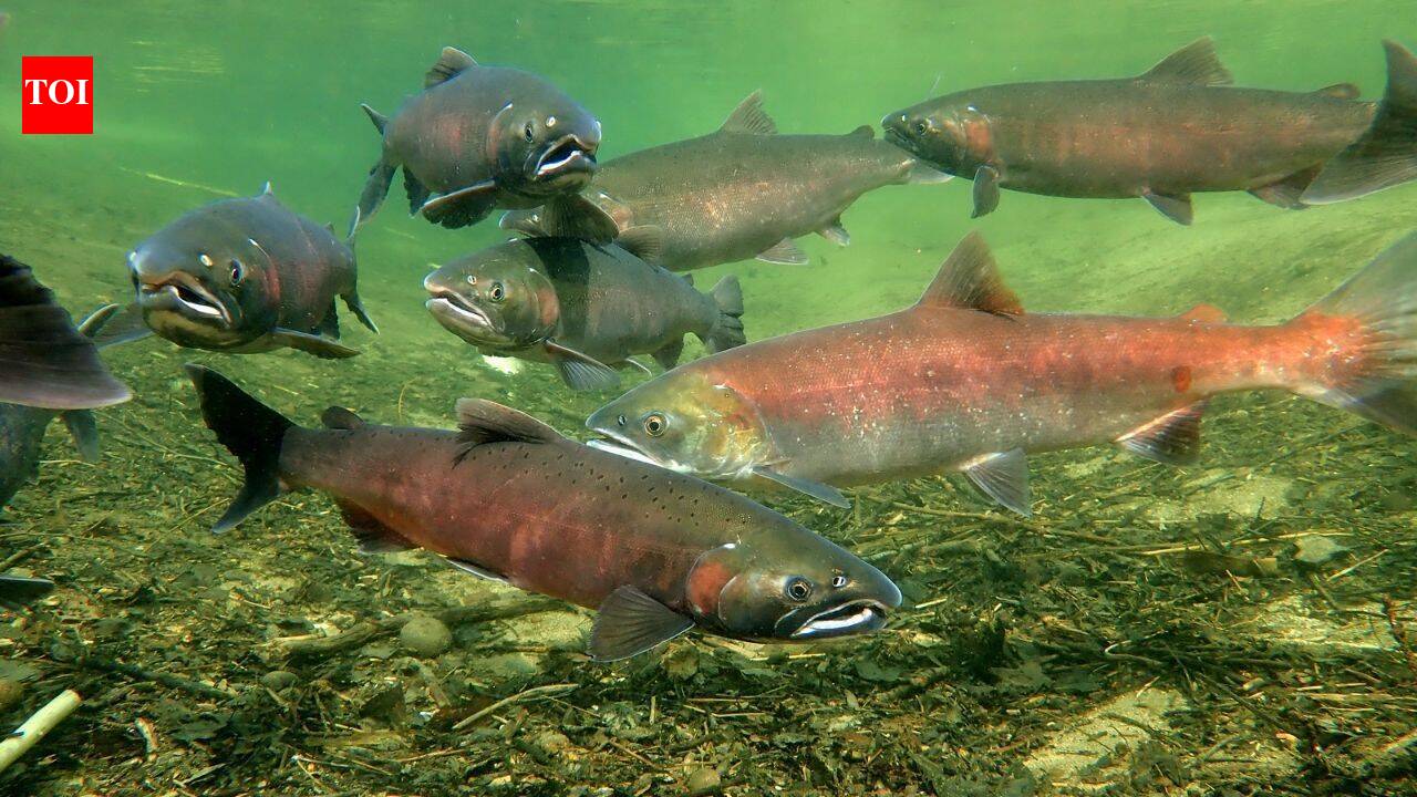 Tuolumne River Restoration Project Sees Immediate Chinook Salmon Spawning
