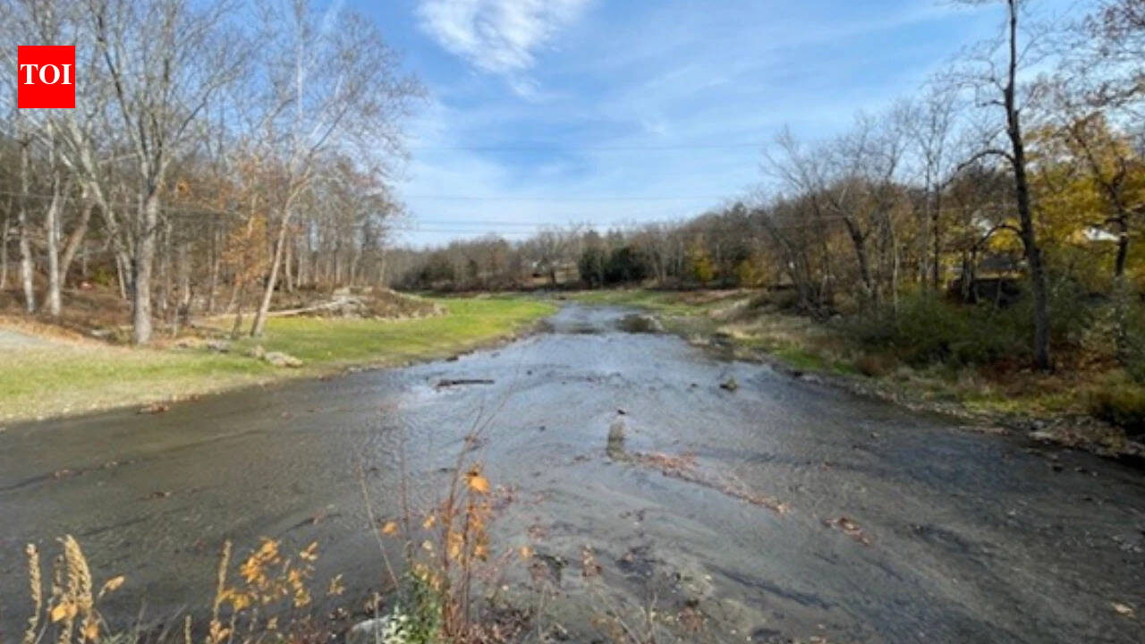 New Jersey's 2019 dam removal brings eels and shad back upstream, study finds