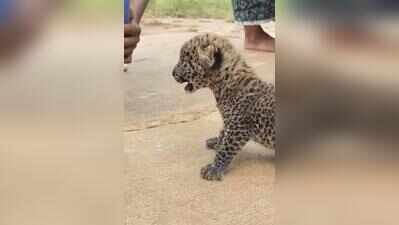 Nelamangala villages near Bengaluru on edge as Leopard sightings rise; Cub rescued